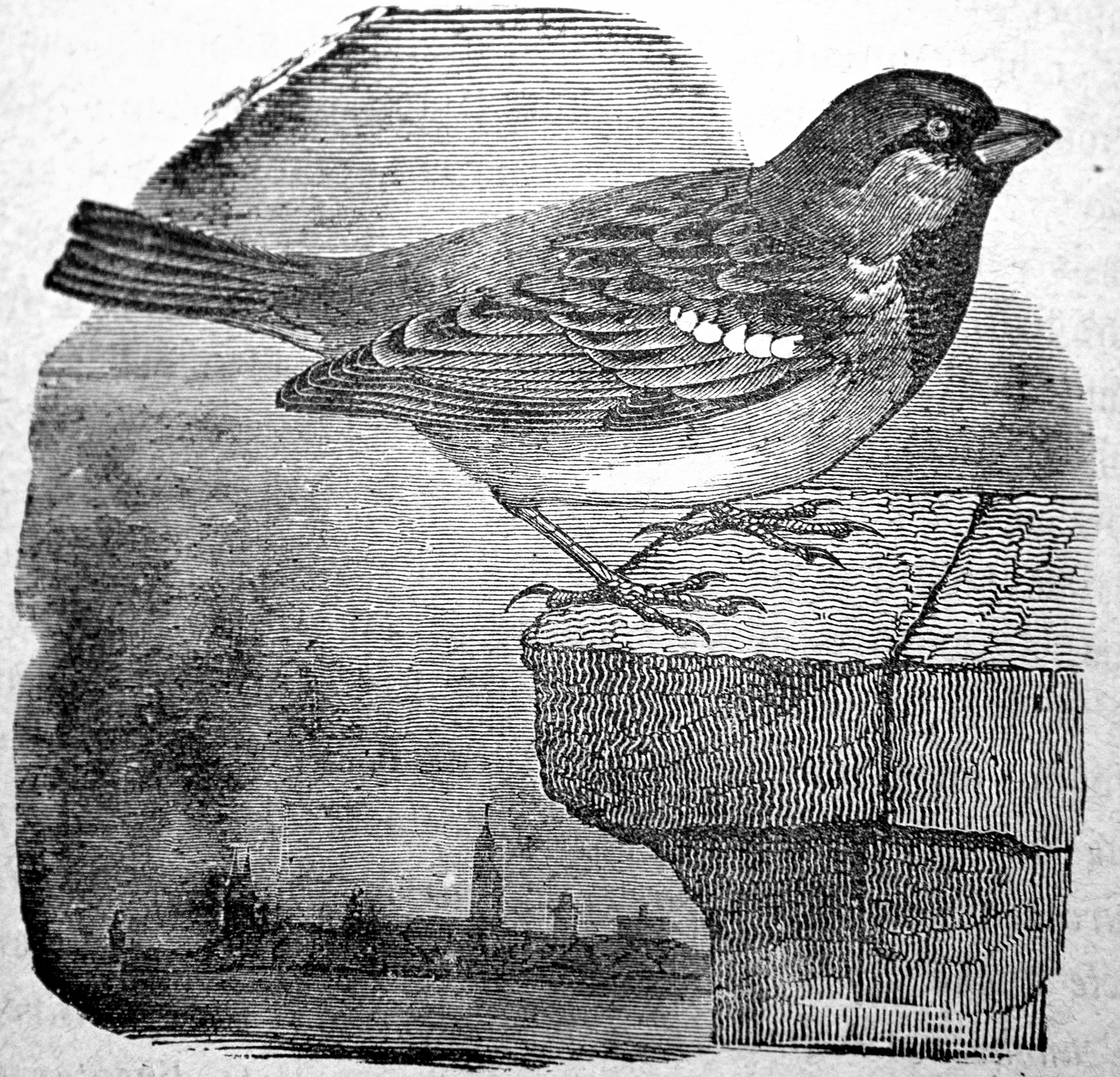 Passero