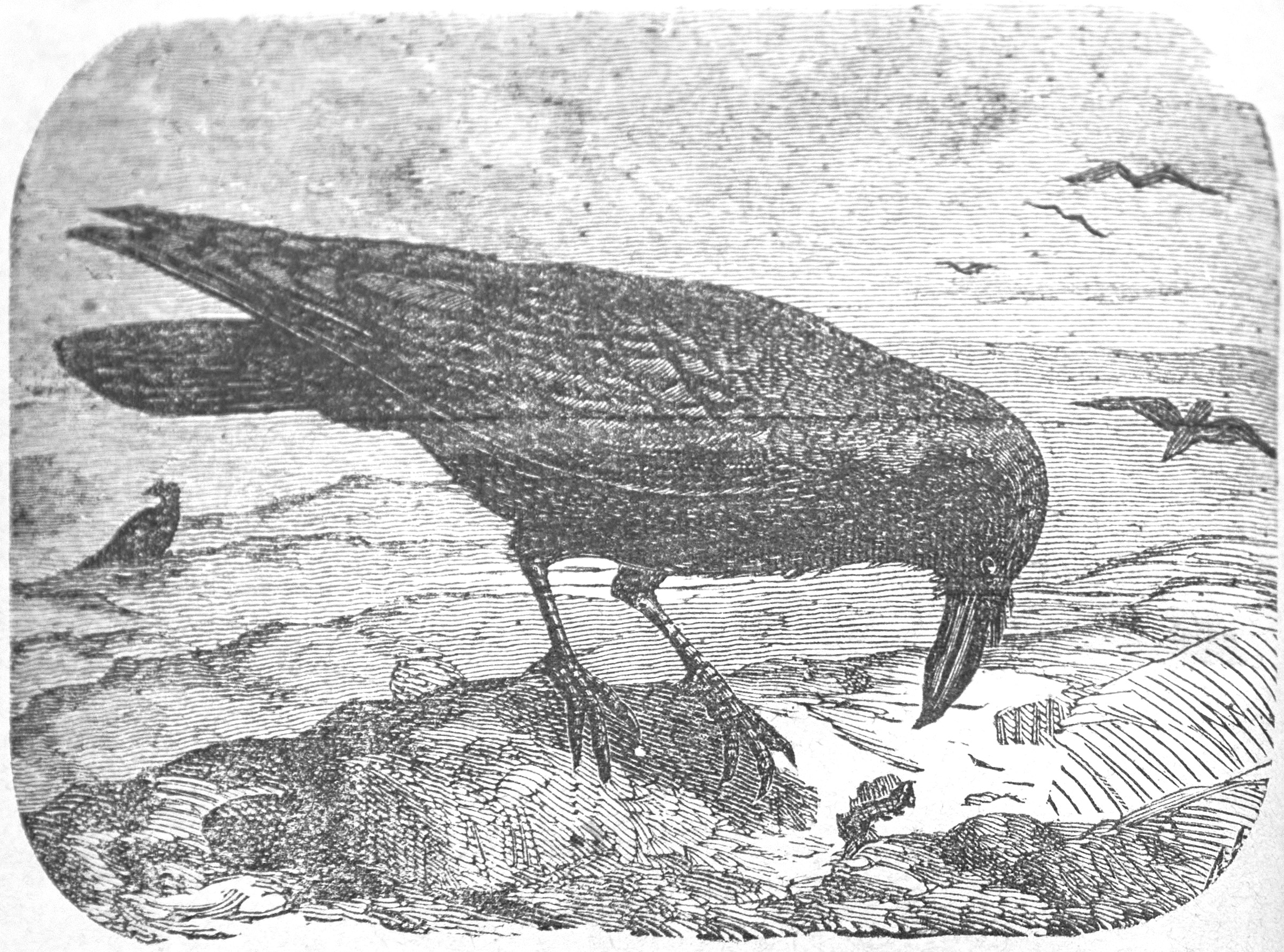 Corvo