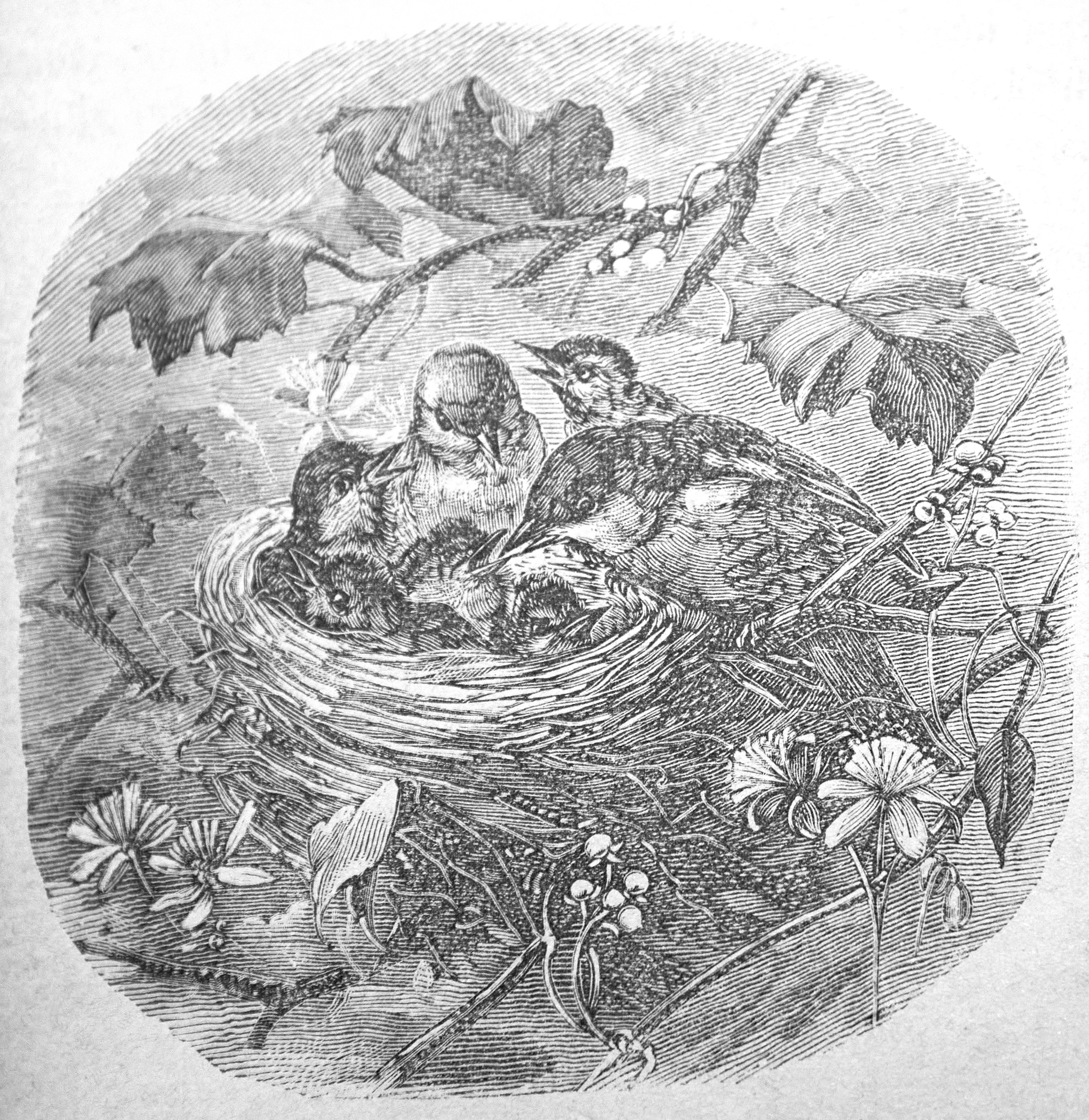 Uccellini nel nido