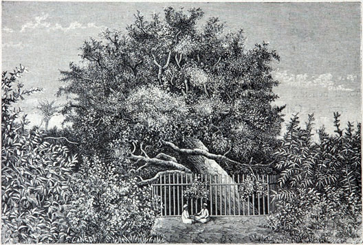 L’albero della Madonna