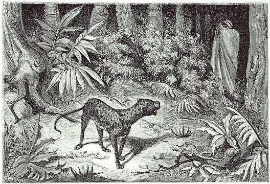 Incontro di un leopardo