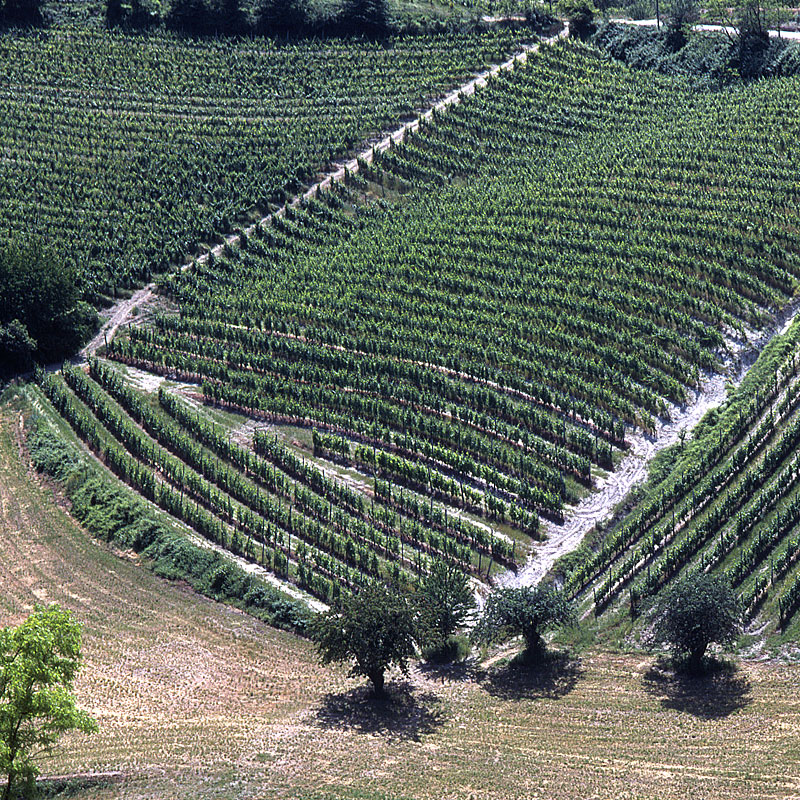 Vigneti di Albugnano