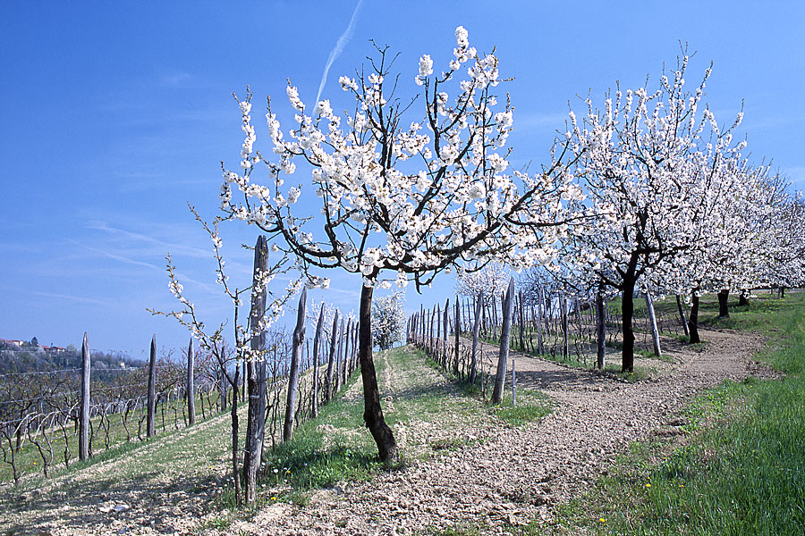 Vigneti di Albugnano