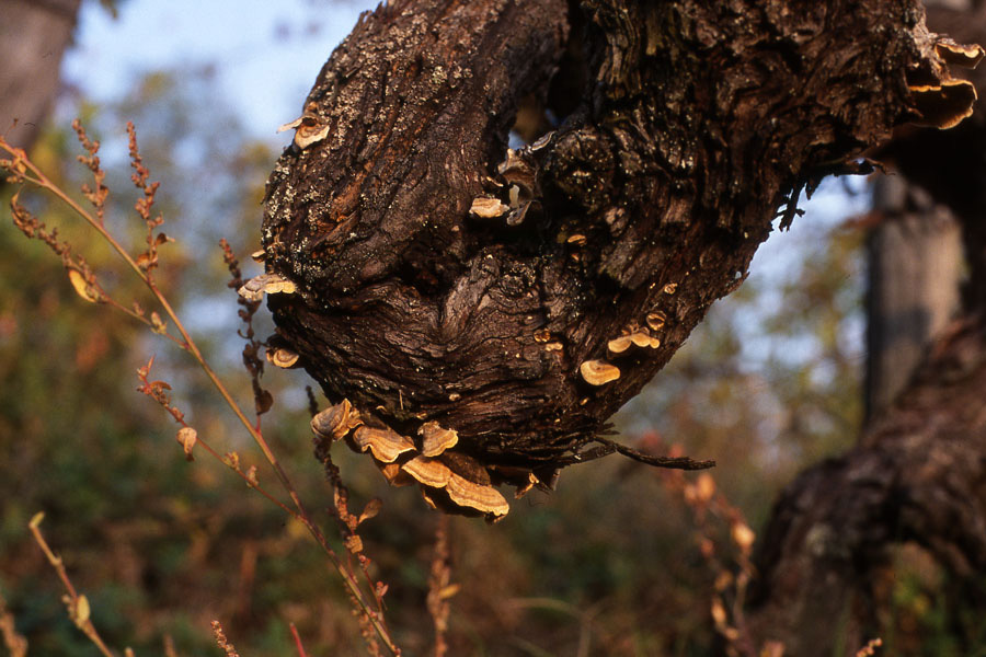 La vigna del Bricco