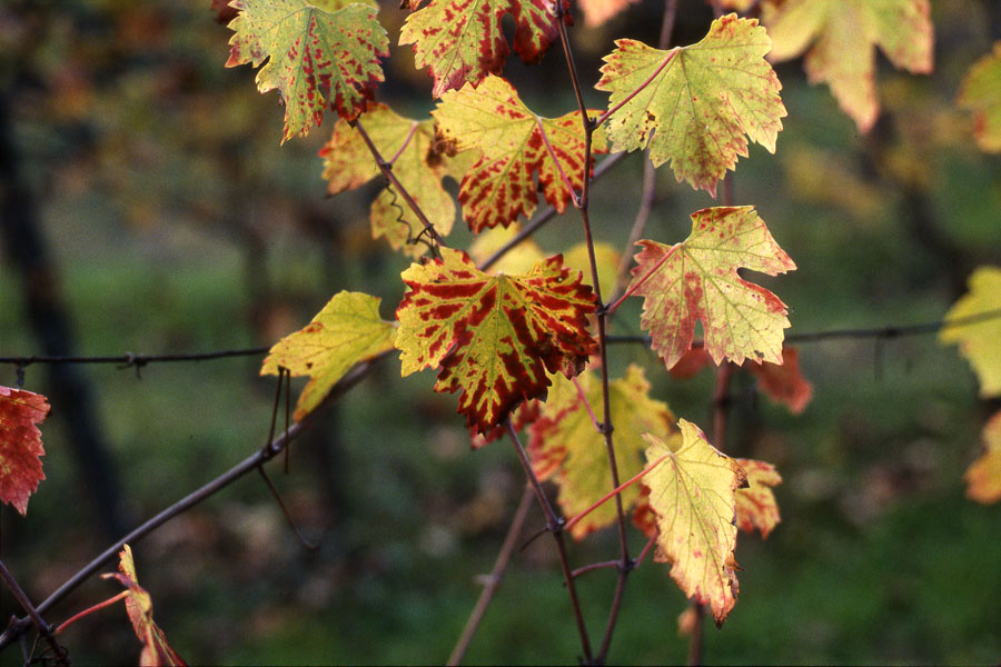 La vigna del Bricco