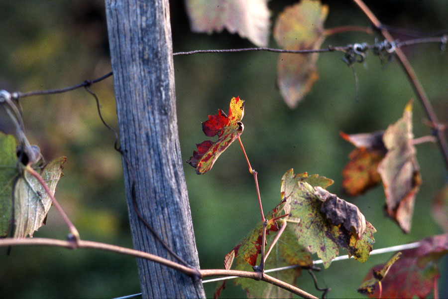 La vigna del Bricco