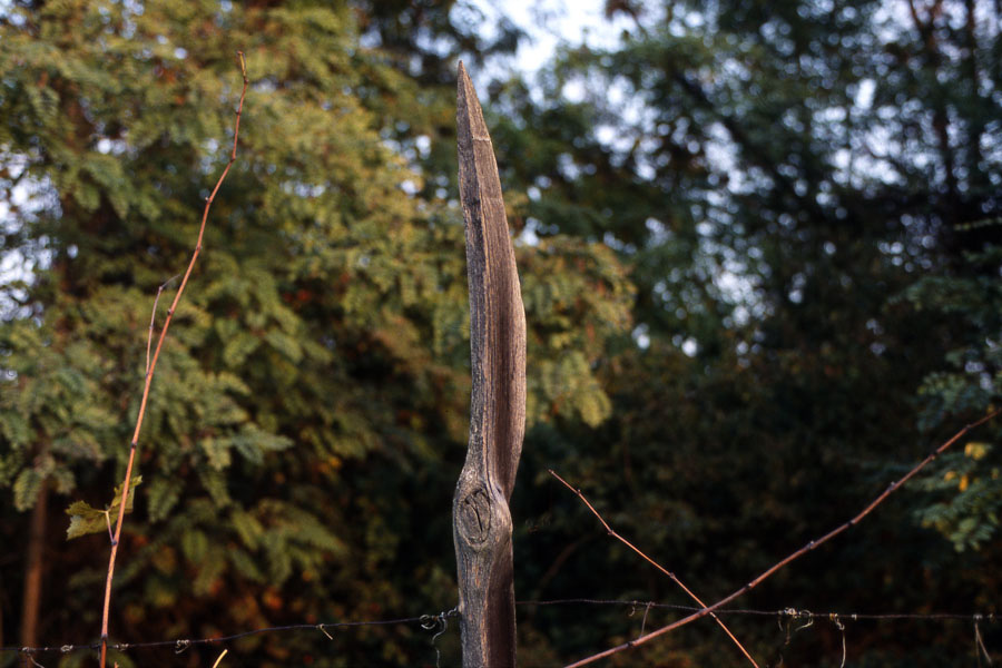 La vigna del Bricco