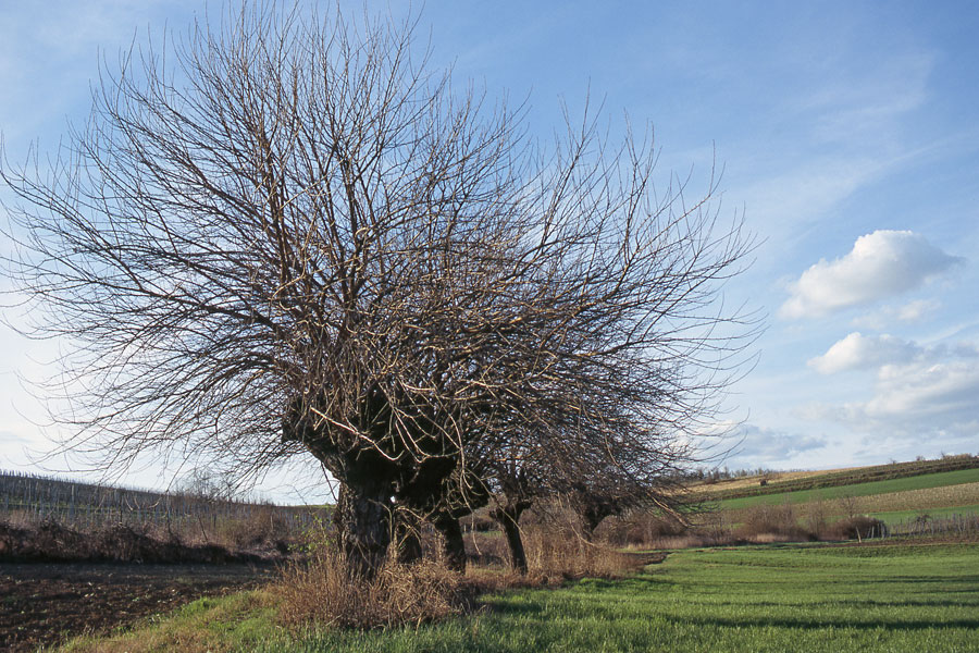 Campagna di Castelnuovo