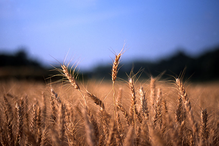 Il grano nella valle del Maione