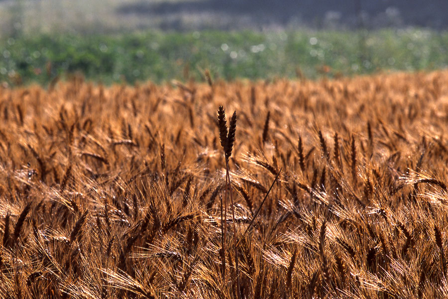 Il grano nella valle del Maione