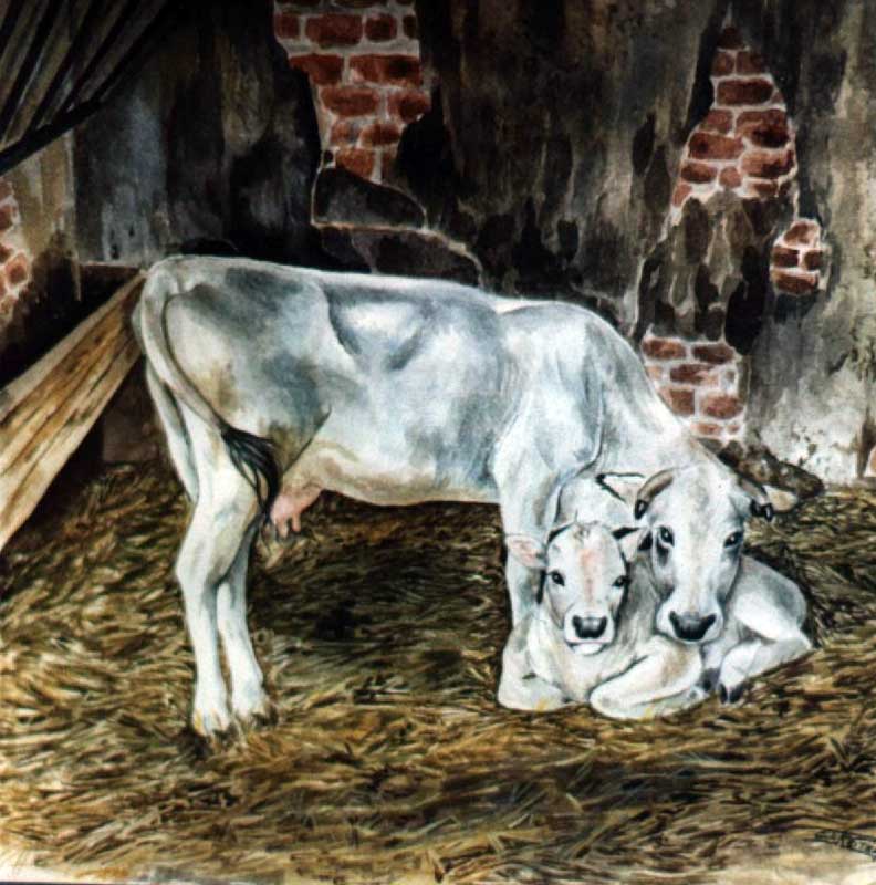 Cristiana Ilic' Reiter