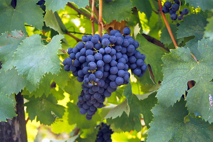 Uva Bonarda