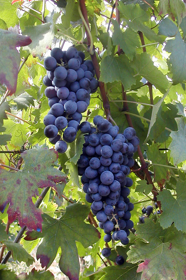 Malvasia di Schierano